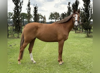 KWPN, Mare, 5 years, 15.2 hh, Chestnut-Red