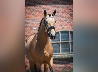 KWPN, Mare, 5 years, 15,2 hh, Dun