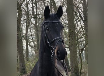 KWPN, Mare, 5 years, 15.3 hh, Black