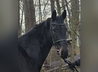 KWPN, Mare, 5 years, 15.3 hh, Black