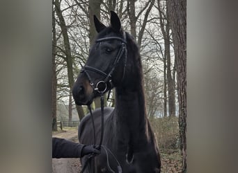 KWPN, Mare, 5 years, 15.3 hh, Black