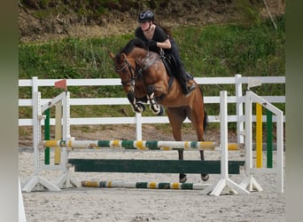 KWPN, Mare, 5 years, 15.3 hh, Brown