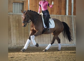KWPN, Mare, 5 years, 15.3 hh, Brown