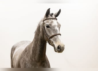 KWPN, Mare, 5 years, 15,3 hh, Gray-Dapple