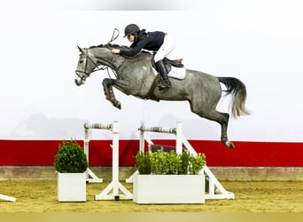 KWPN, Mare, 5 years, 15,3 hh, Gray-Dapple