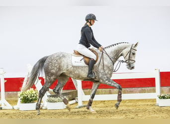 KWPN, Mare, 5 years, 15,3 hh, Gray