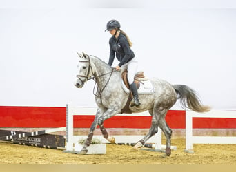 KWPN, Mare, 5 years, 15.3 hh, Gray