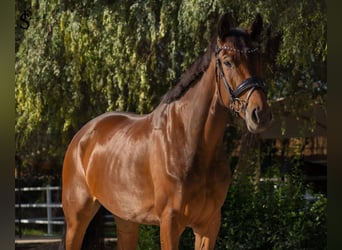 KWPN, Mare, 5 years, 15,2 hh, Bay-Dark