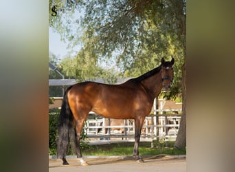 KWPN, Mare, 5 years, 15,2 hh, Bay-Dark