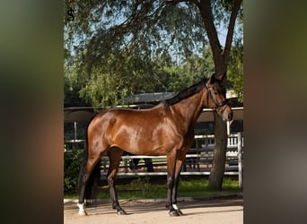 KWPN, Mare, 5 years, 15,2 hh, Bay-Dark