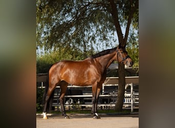 KWPN, Mare, 5 years, 15,2 hh, Bay-Dark