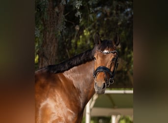 KWPN, Mare, 5 years, 15,2 hh, Bay-Dark