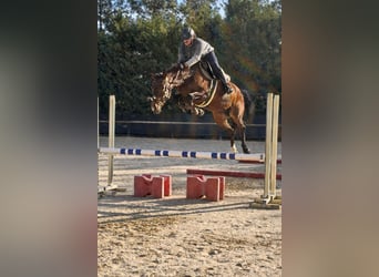 KWPN, Mare, 5 years, 15,2 hh, Bay-Dark