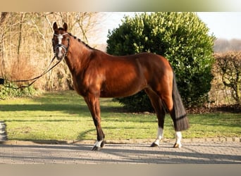 KWPN, Mare, 5 years, 15,2 hh, Brown