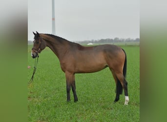 KWPN, Mare, 5 years, 15,2 hh, Brown