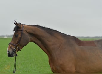 KWPN, Mare, 5 years, 15,2 hh, Brown