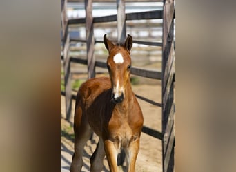 KWPN, Mare, 5 years, 15,2 hh, Brown