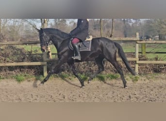 KWPN, Mare, 5 years, 15,3 hh, Black