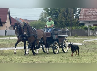 KWPN, Mare, 5 years, 15,3 hh, Brown
