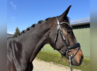 KWPN, Mare, 5 years, 16,1 hh, Bay-Dark