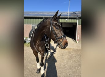 KWPN, Mare, 5 years, 16,1 hh, Bay-Dark