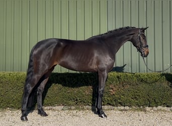 KWPN, Mare, 5 years, 16,1 hh, Bay-Dark