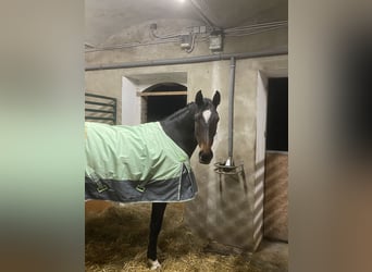 KWPN, Mare, 5 years, 16,1 hh, Bay-Dark