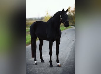 KWPN, Mare, 5 years, 16,1 hh, Black