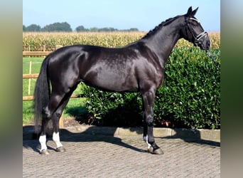KWPN, Mare, 5 years, 16.1 hh, Black