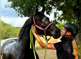 KWPN, Mare, 5 years, 16.1 hh, Black