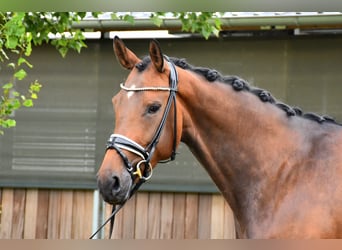 KWPN, Mare, 5 years, 16.1 hh, Brown