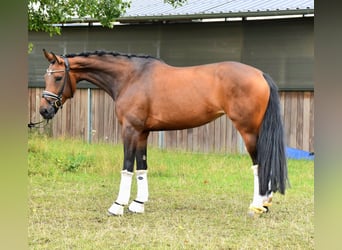 KWPN, Mare, 5 years, 16.1 hh, Brown