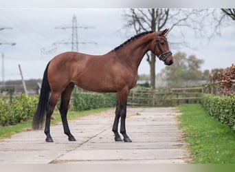 KWPN, Mare, 5 years, 16,1 hh, Brown