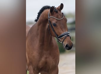 KWPN, Mare, 5 years, 16,1 hh, Brown