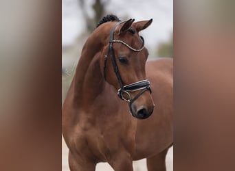 KWPN, Mare, 5 years, 16,1 hh, Brown