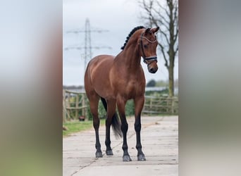 KWPN, Mare, 5 years, 16,1 hh, Brown