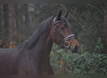 KWPN, Mare, 5 years, 16.1 hh, Brown