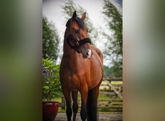 KWPN, Mare, 5 years, 16,1 hh, Brown-Light