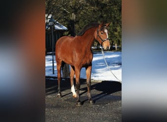 KWPN, Mare, 5 years, 16,1 hh, Brown