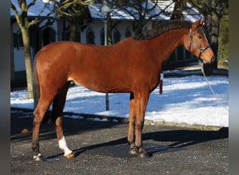 KWPN, Mare, 5 years, 16,1 hh, Brown