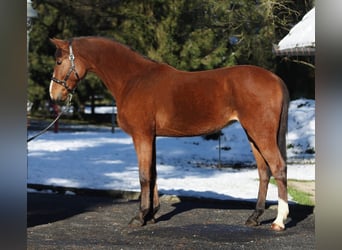 KWPN, Mare, 5 years, 16,1 hh, Brown