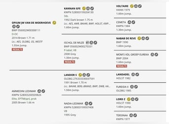 KWPN, Mare, 5 years, 16.1 hh, Brown