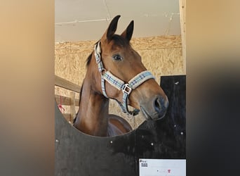 KWPN Mix, Mare, 5 years, 16.1 hh, Brown