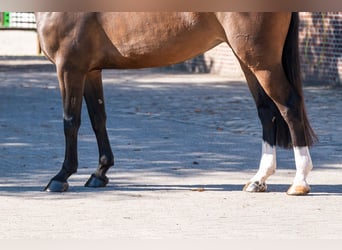 KWPN, Mare, 5 years, 16.1 hh, Brown