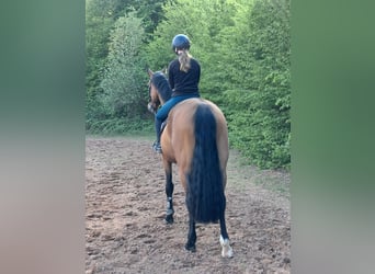 KWPN, Mare, 5 years, 16.1 hh, Brown