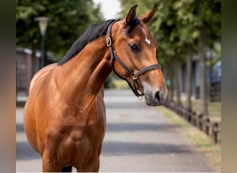 KWPN, Mare, 5 years, 16.1 hh, Brown