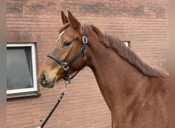 KWPN, Mare, 5 years, 16,1 hh, Chestnut-Red