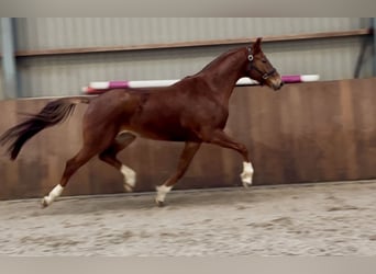 KWPN, Mare, 5 years, 16,1 hh, Chestnut-Red