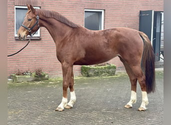 KWPN, Mare, 5 years, 16,1 hh, Chestnut-Red