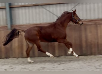 KWPN, Mare, 5 years, 16,1 hh, Chestnut-Red